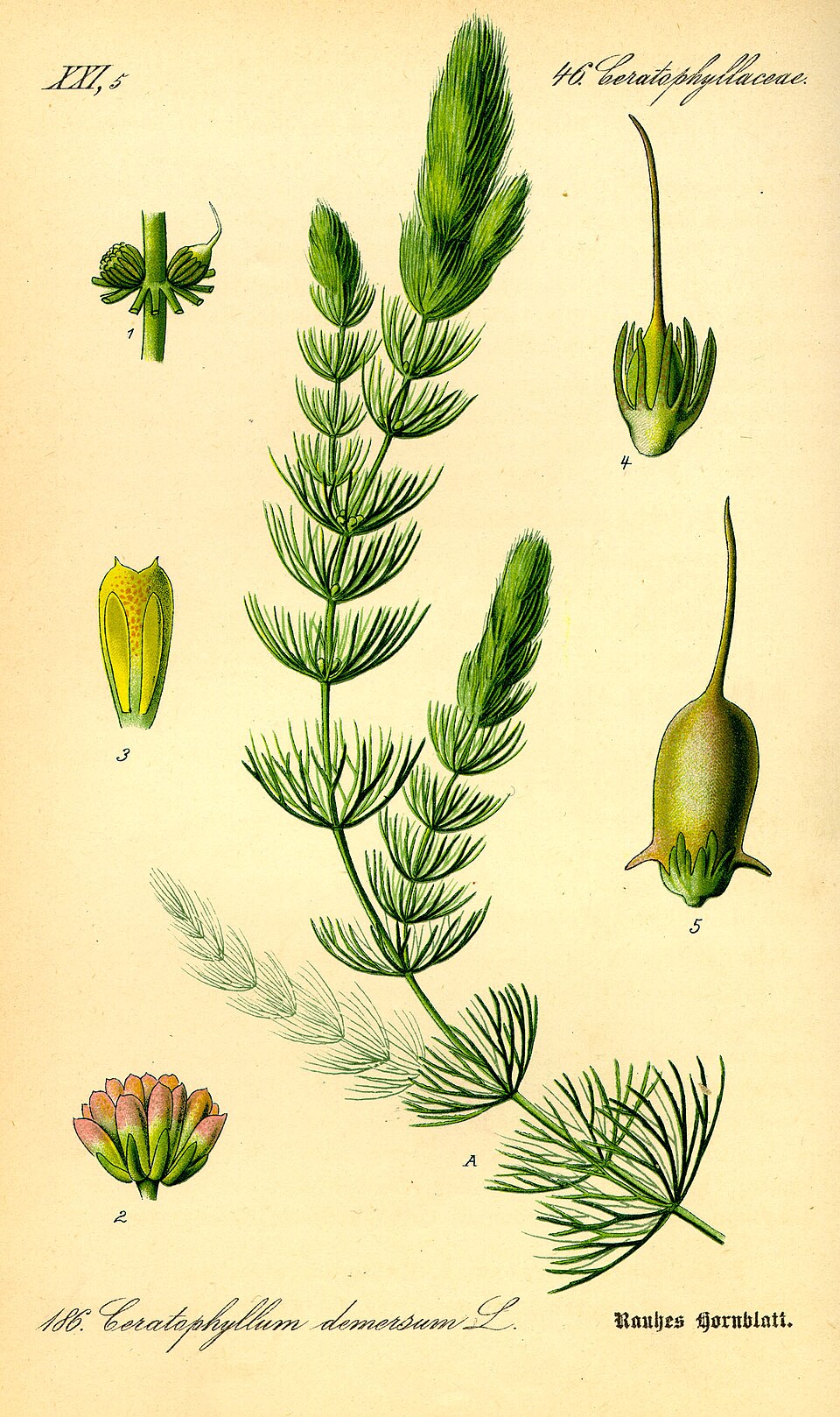Ceratophyllales