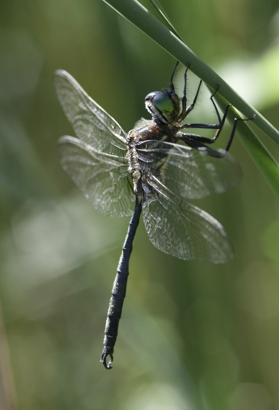 Hine's emerald dragonfly