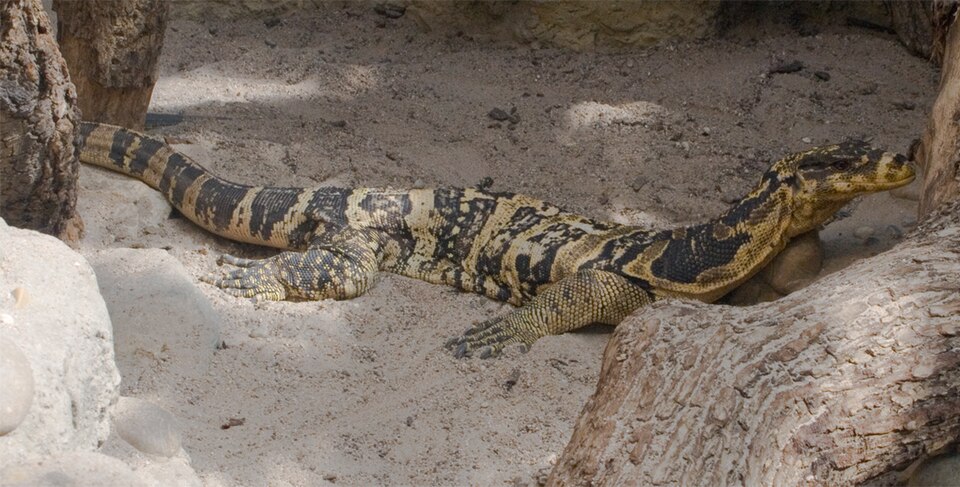 Varanus cumingi