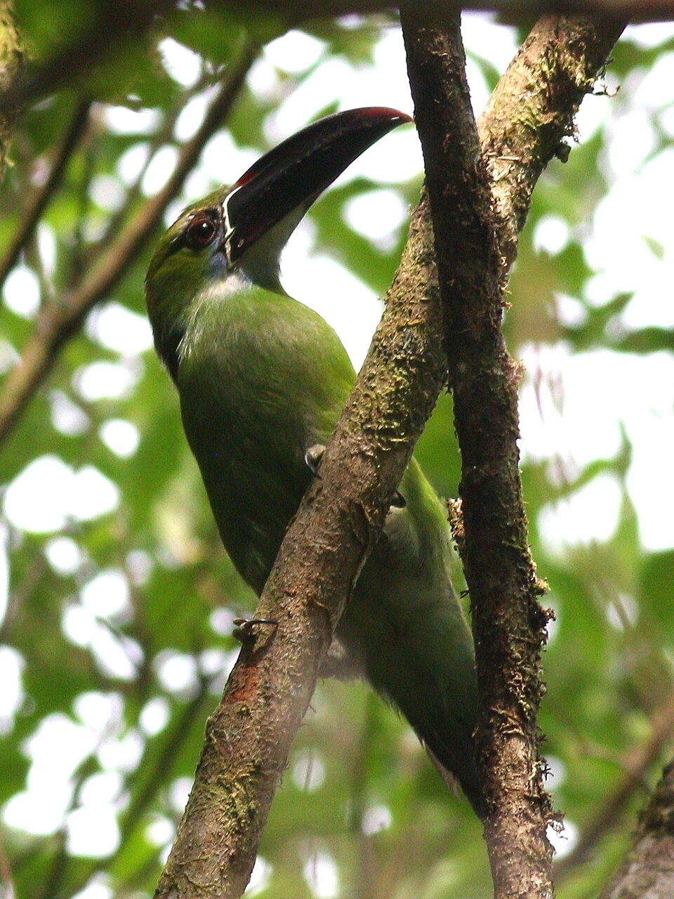 Chestnut-tipped Toucanet