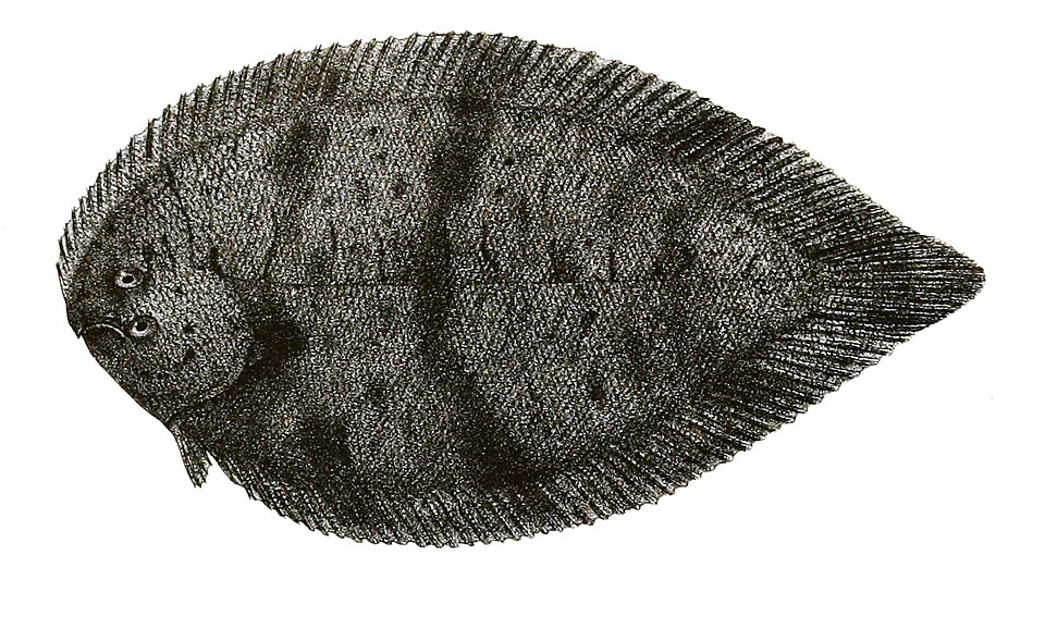 Brachirus pan
