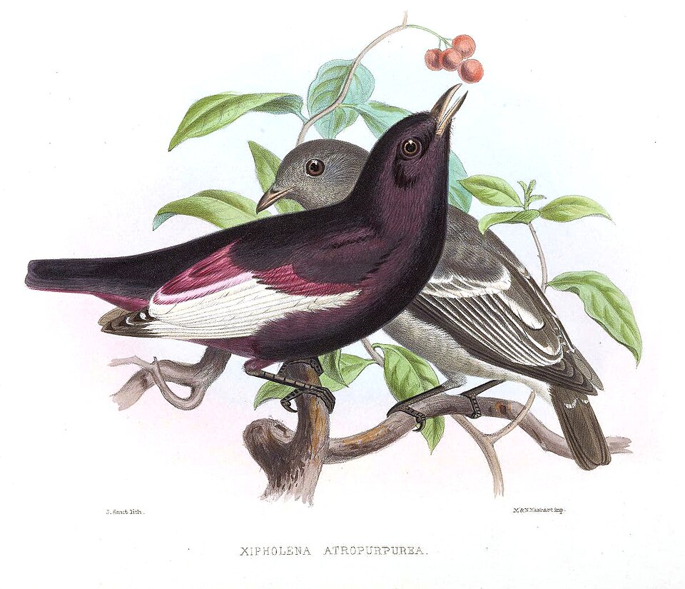 White-winged Cotinga