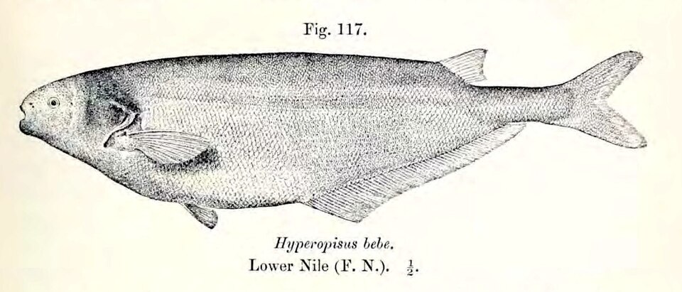 Hyperopisus bebe