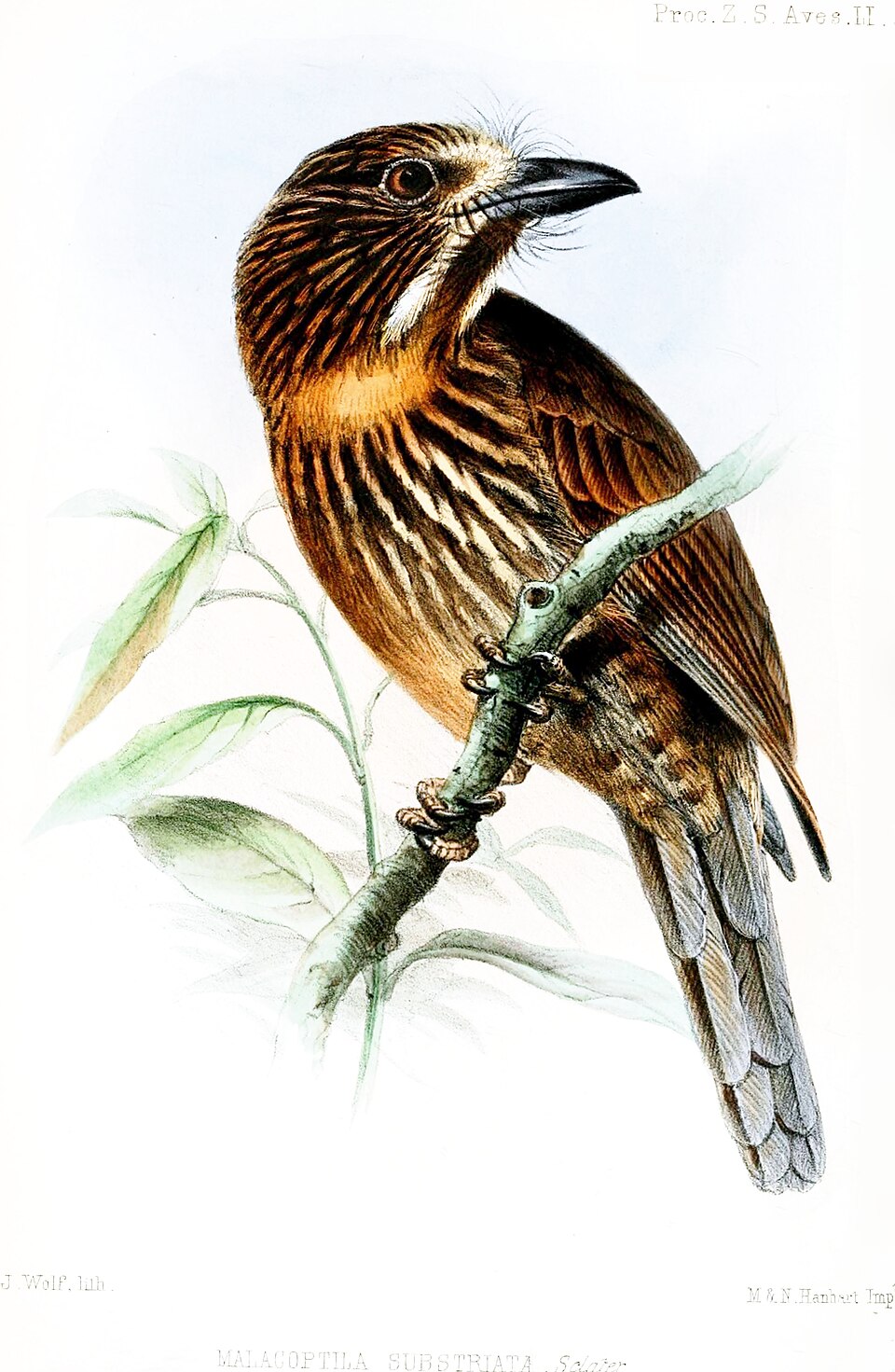 Black-streaked Puffbird
