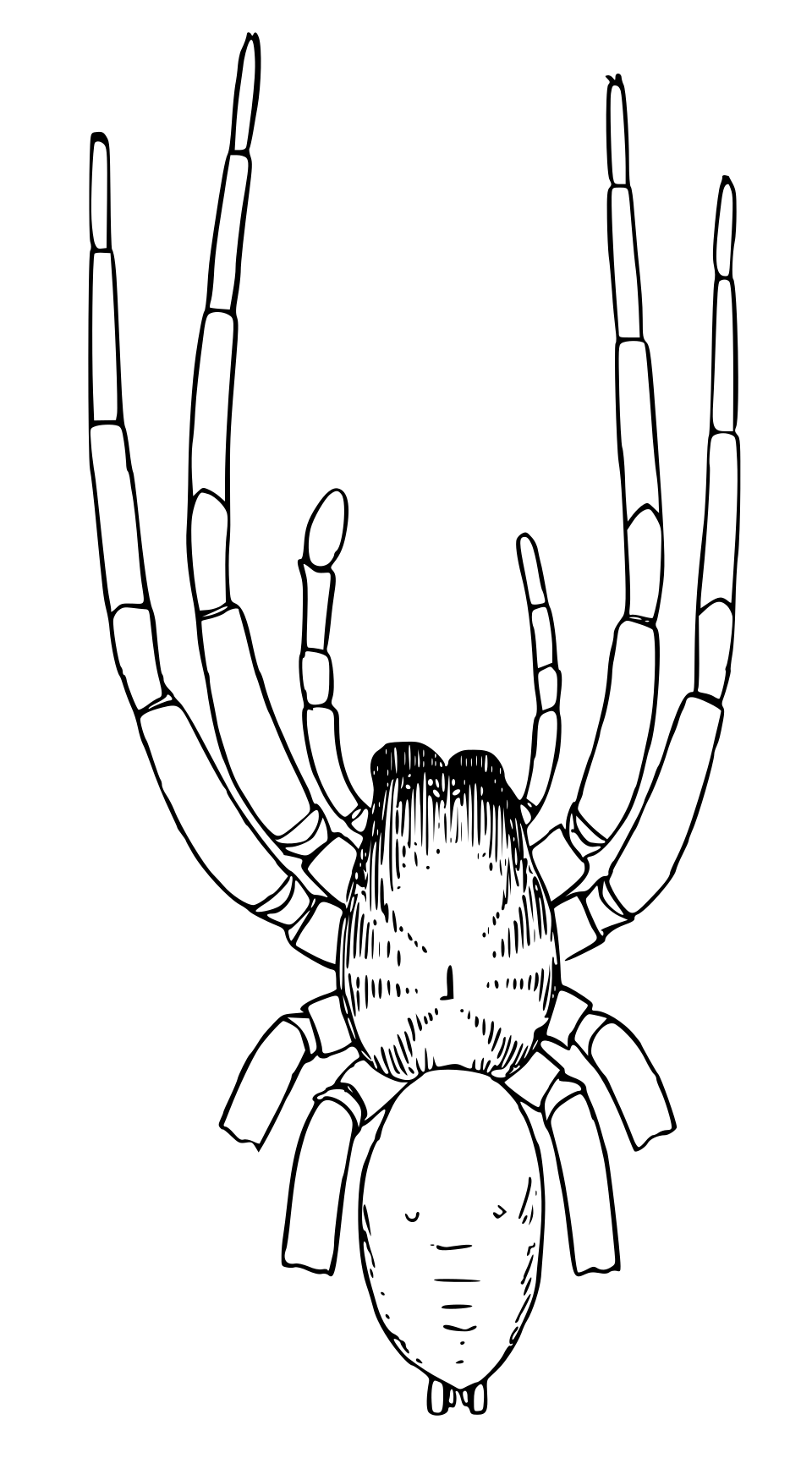 Drassodes