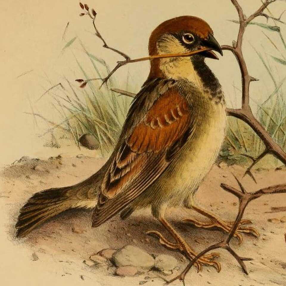 Somali Sparrow