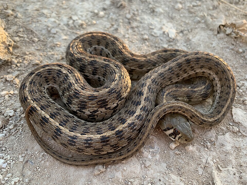 Checkered garter snake