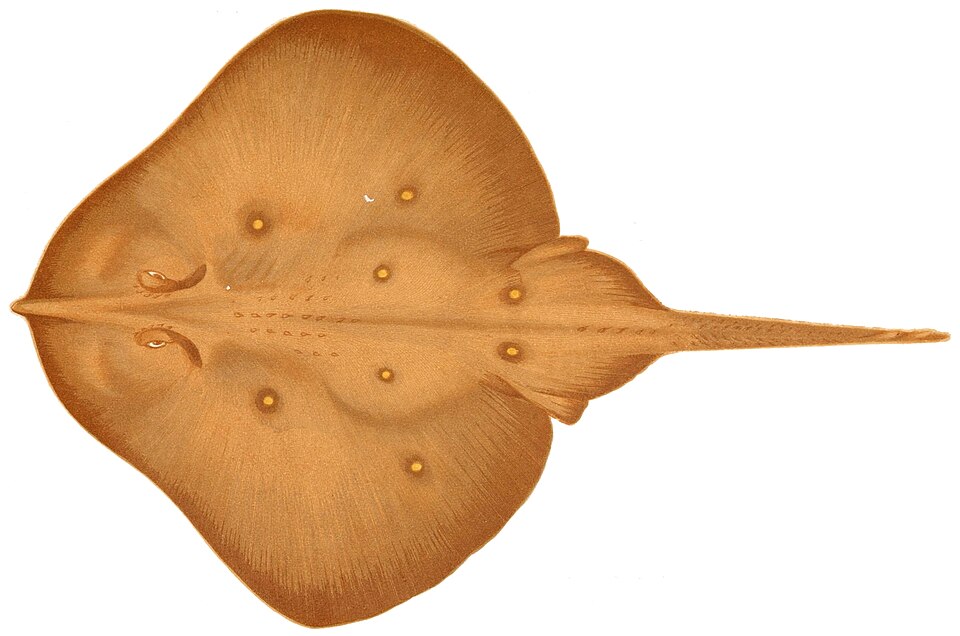 Leucoraja circularis
