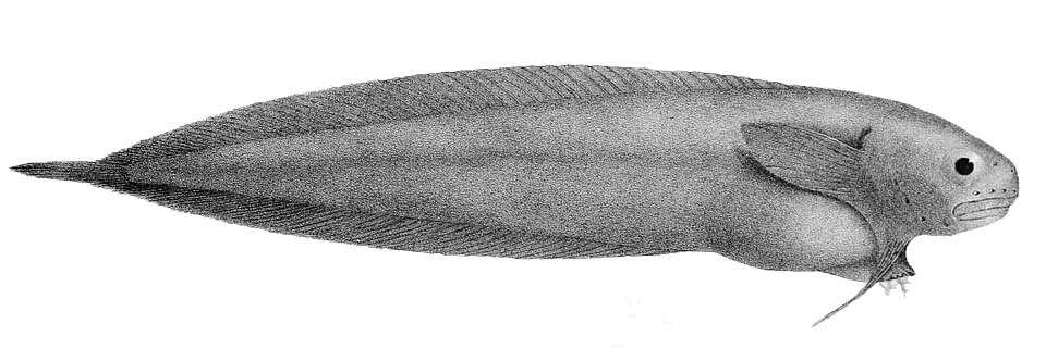 Paraliparis bathybius