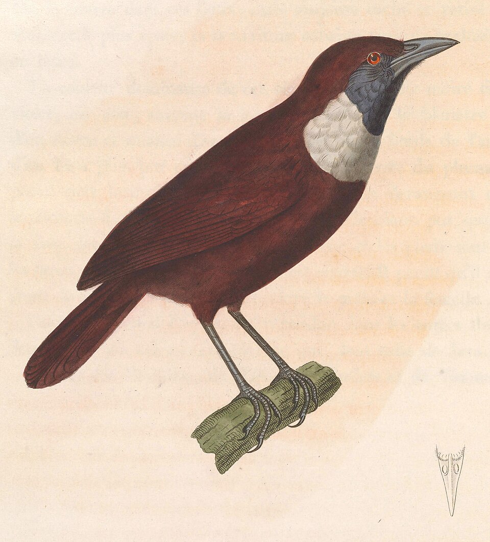 Stachyris thoracica