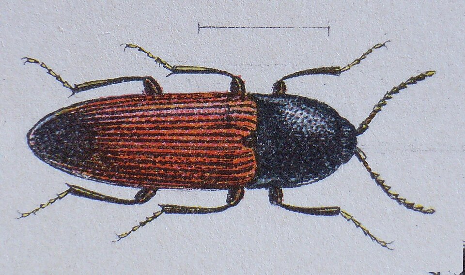 Ampedus balteatus