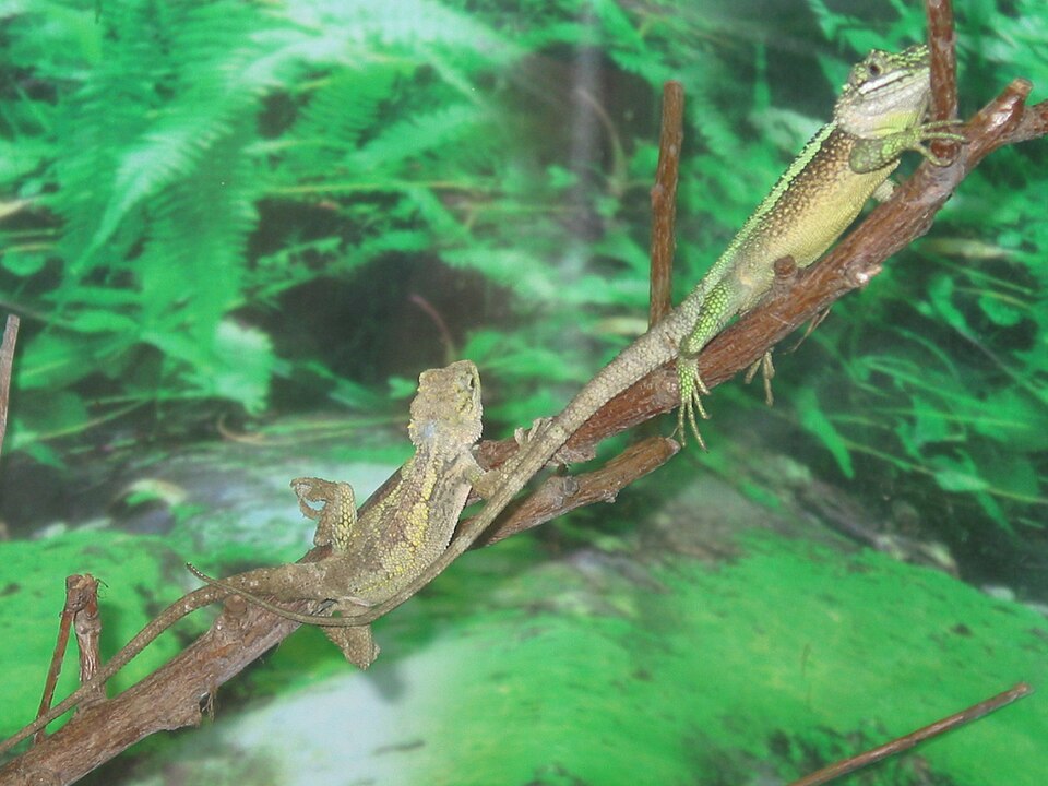 Calotes jerdoni