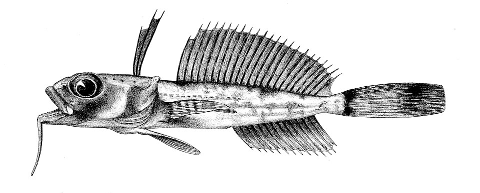 Artedidraconidae