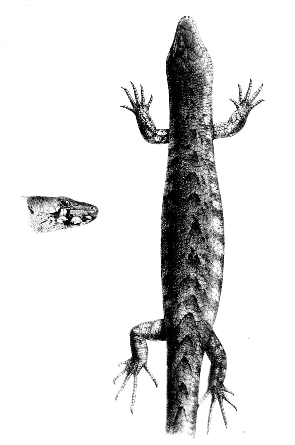 Chevron Skink