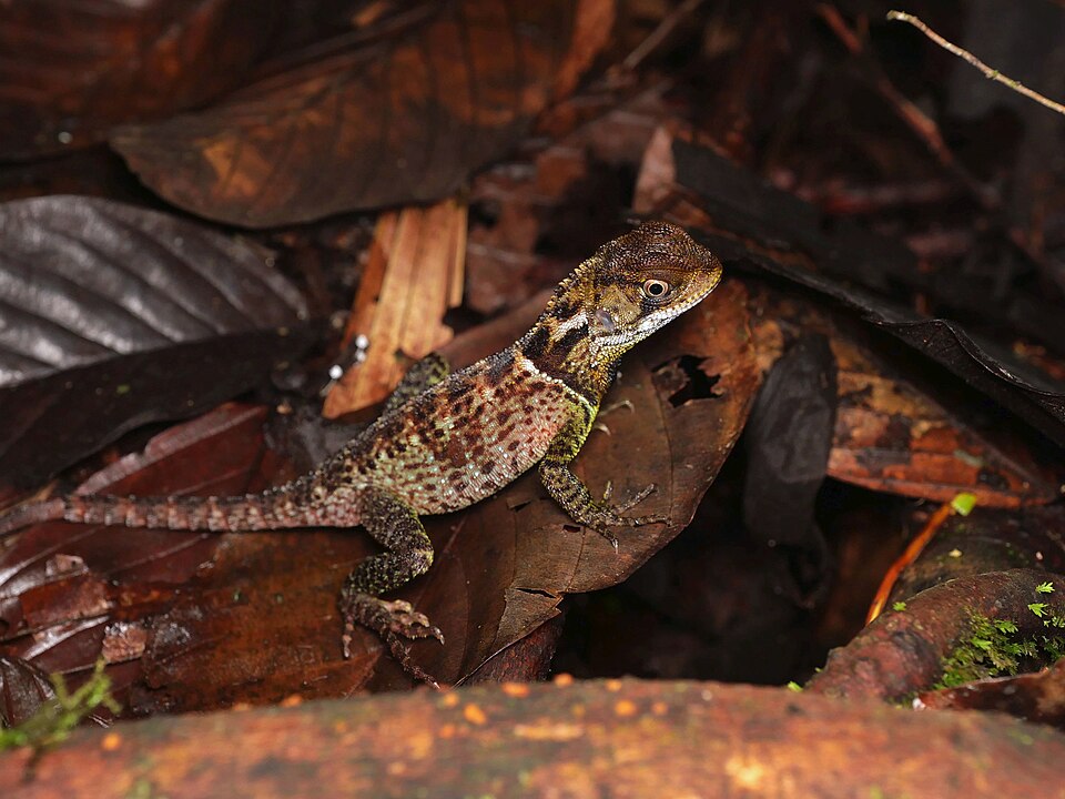 Bocourt's Dwarf Iguana