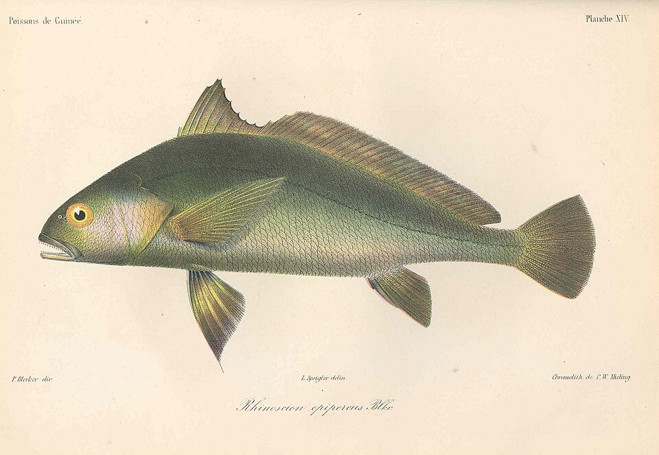 Pseudotolithus