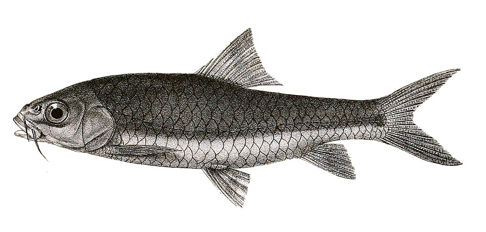 Barbodes wynaadensis