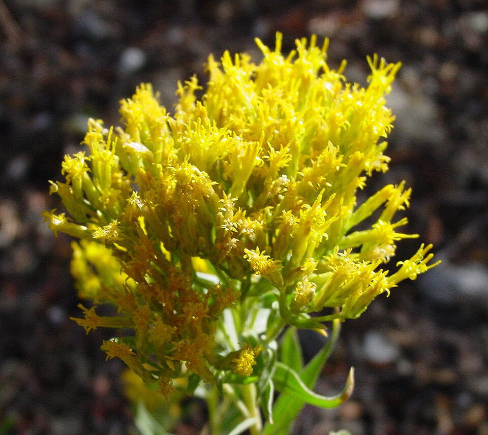 Chrysothamnus