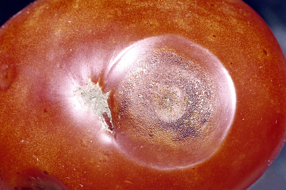Colletotrichum coccodes