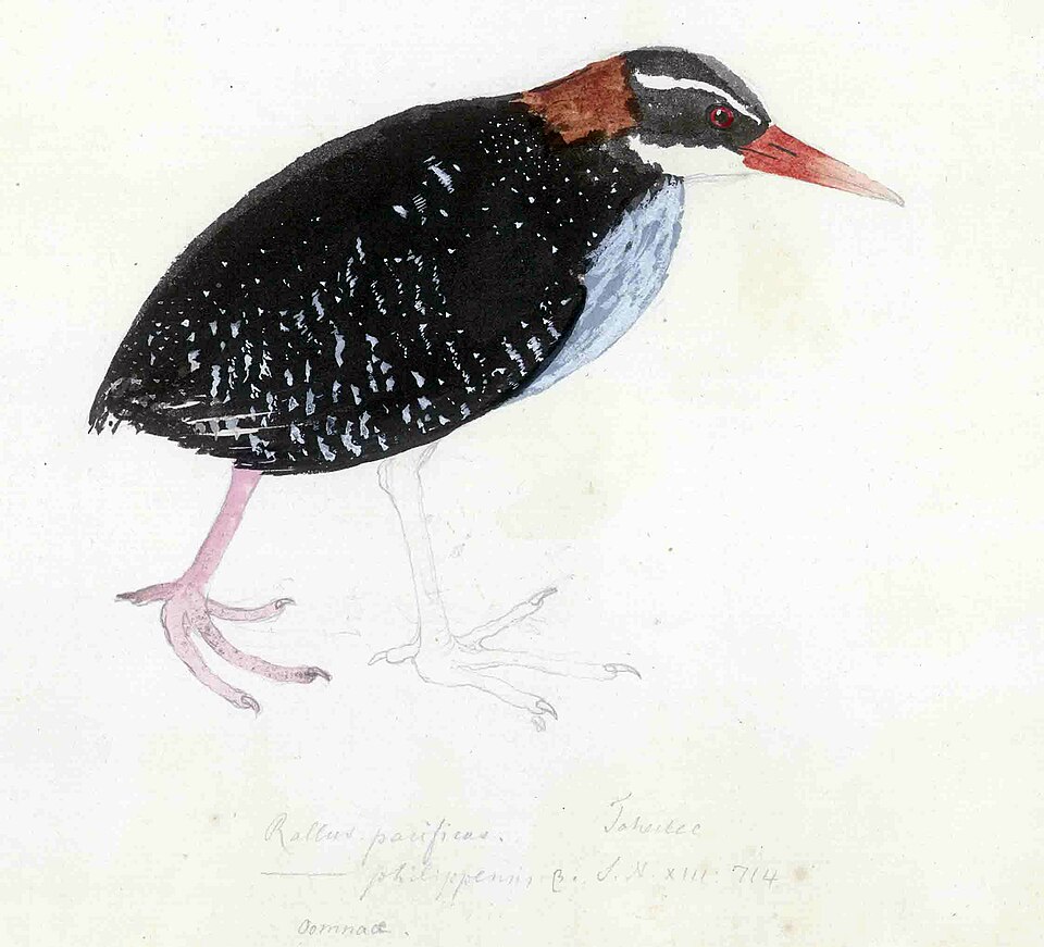 Tahitian Red-billed Rail