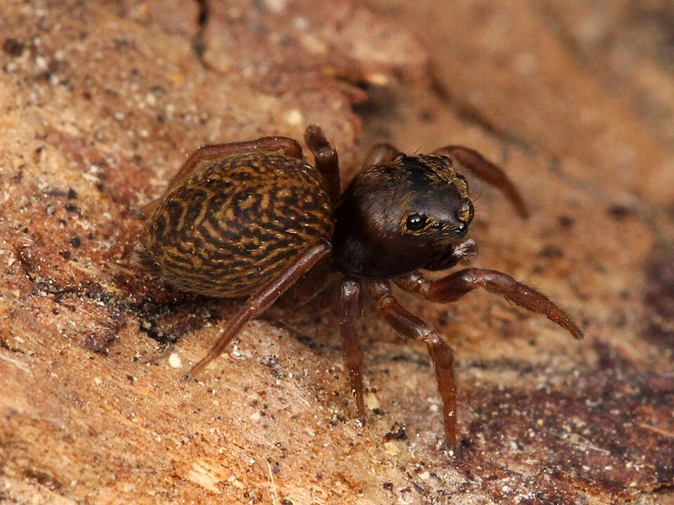 Chinattus