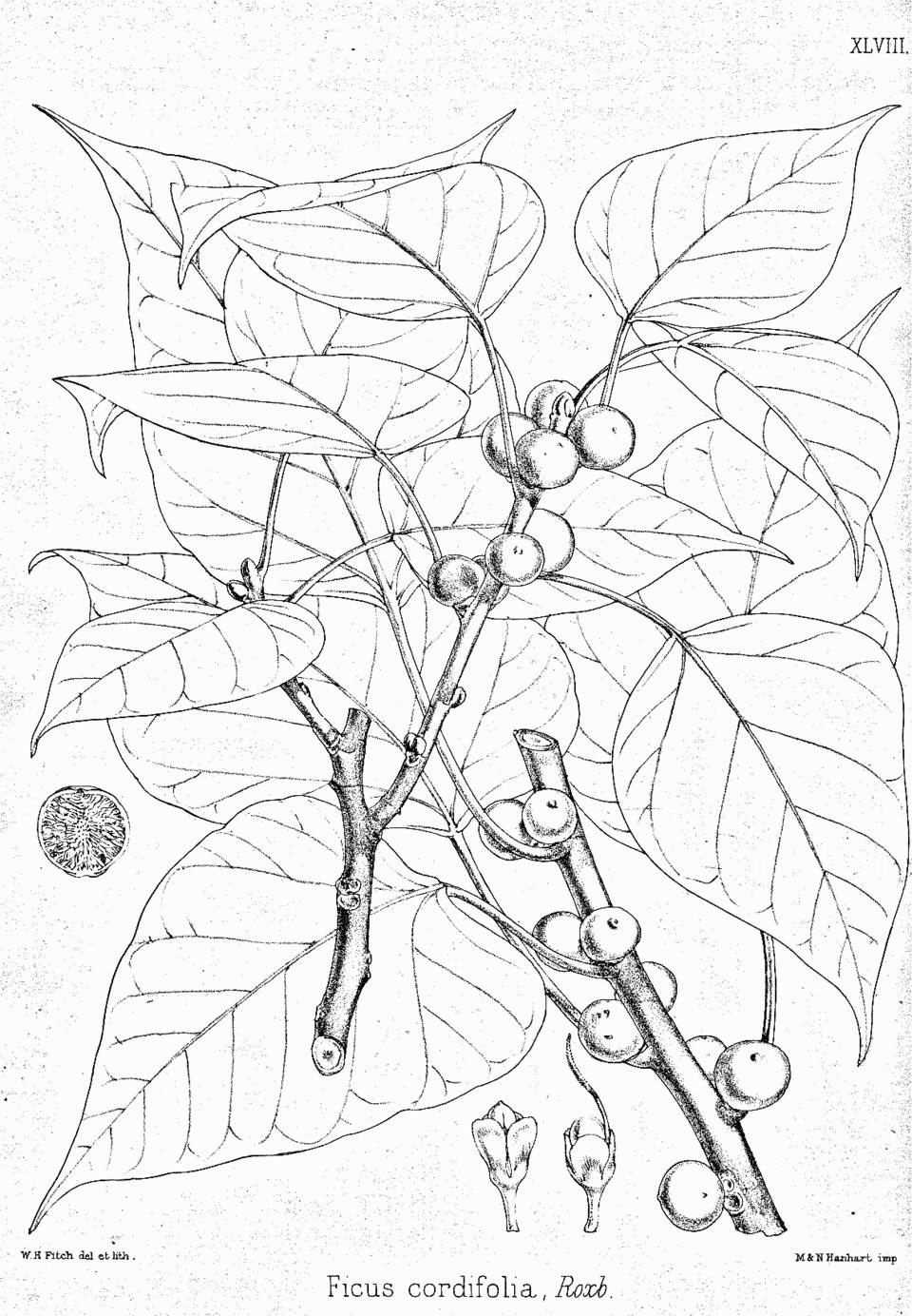 Ficus rumphii