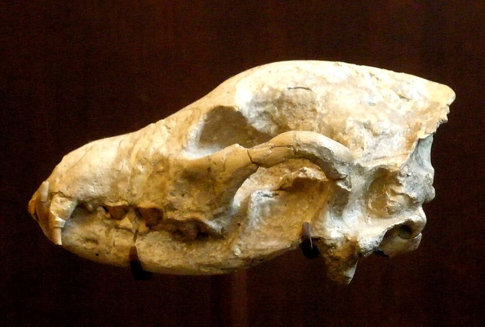Ictitherium