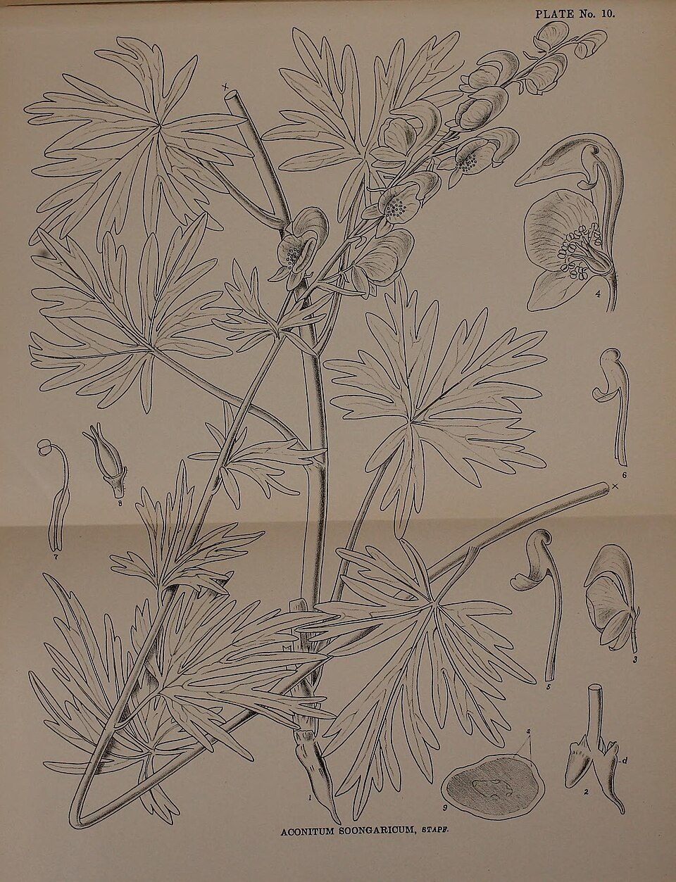 Aconitum soongaricum