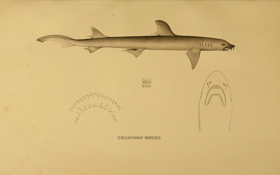 barbeled houndshark
