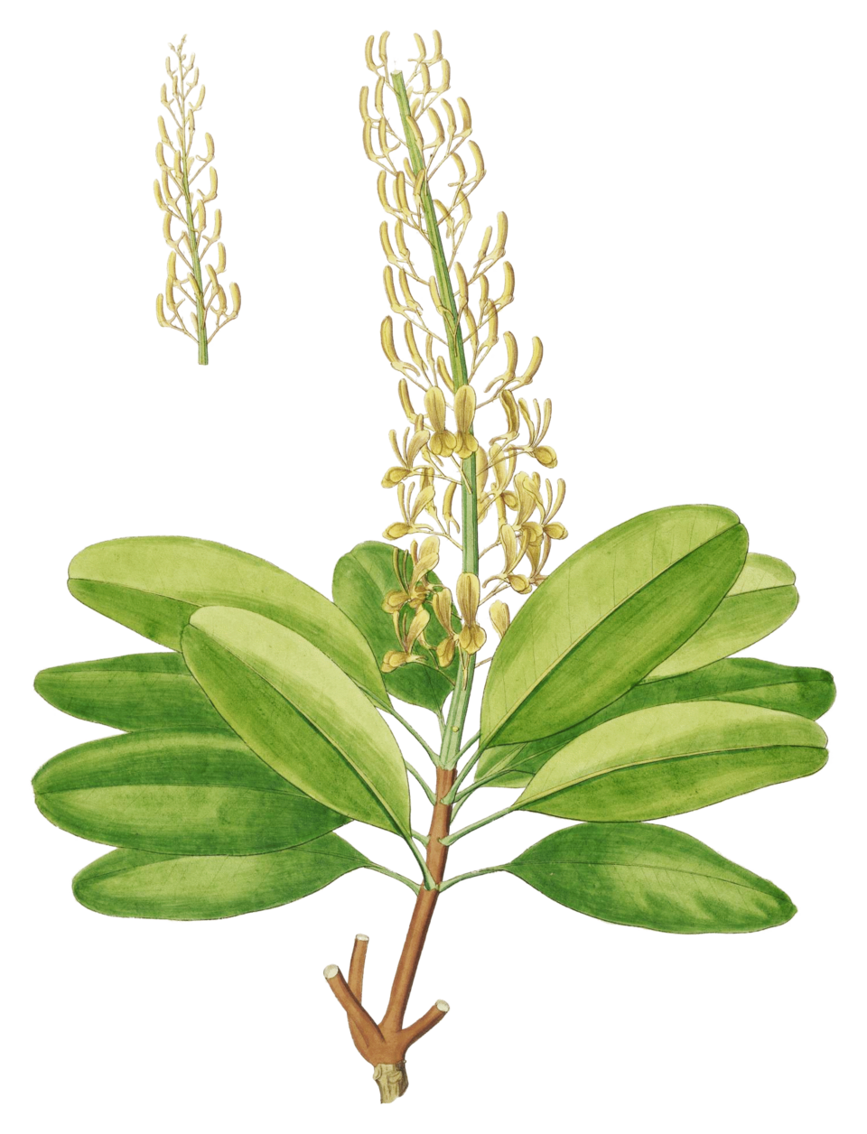 Vochysiaceae