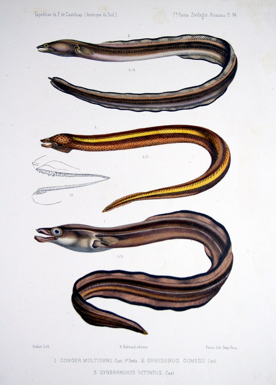 Argentine conger