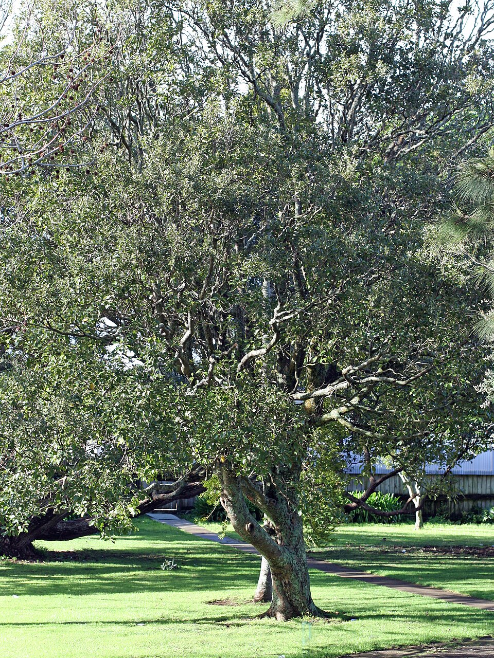 Litsea calicaris