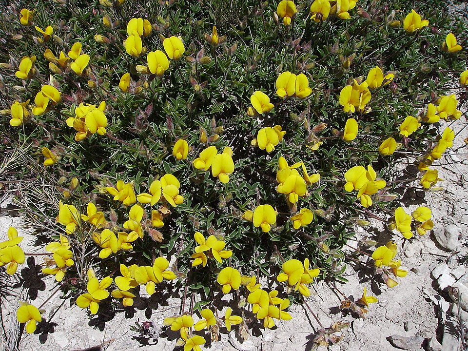 Argyrolobium zanonii