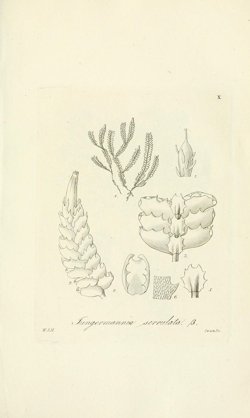 Balantiopsidaceae