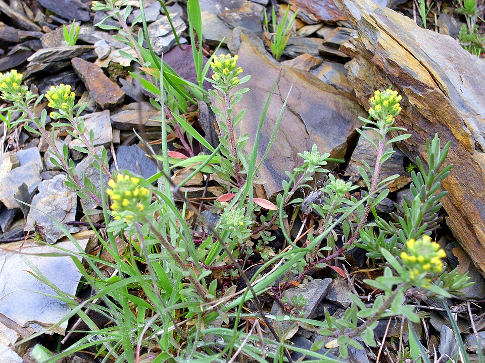 Alyssum granatense