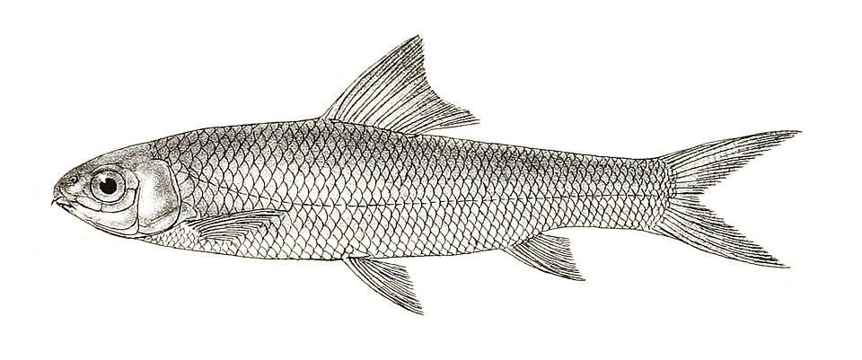 Deccan White Carp