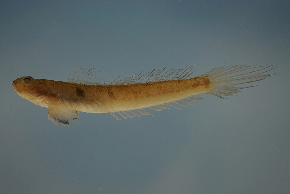 Gobionellus