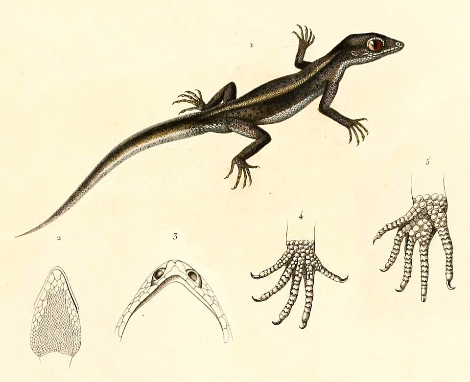 Homonota darwinii