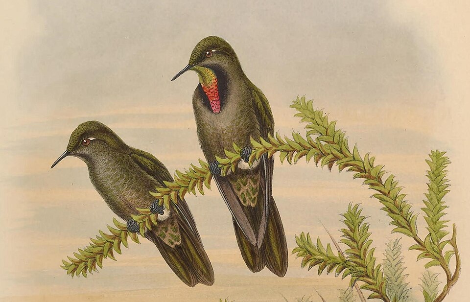 Chalcostigma olivaceum