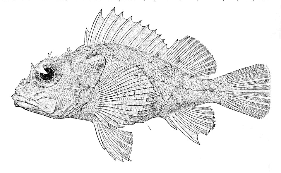 Neomerinthe