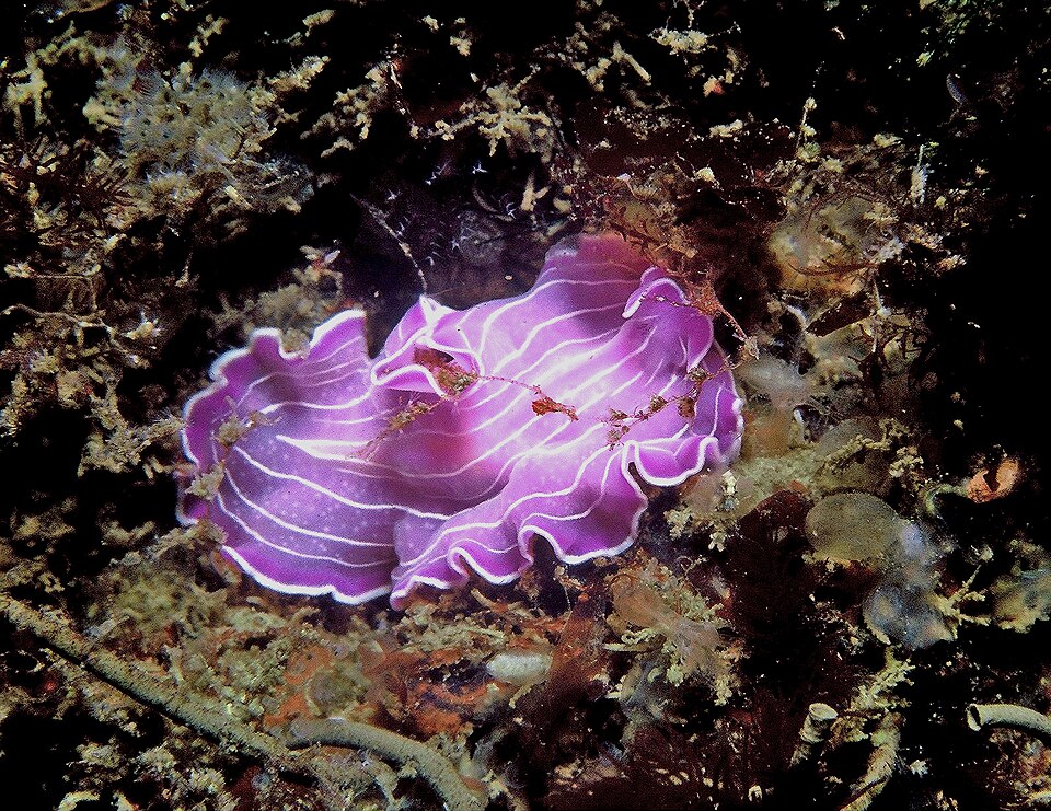 Prostheceraeus