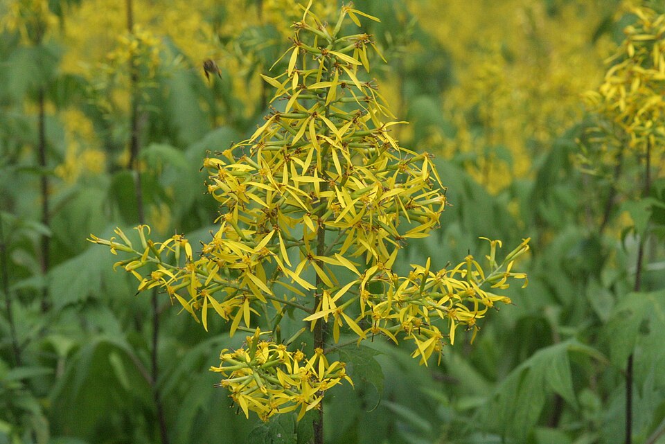 Sinacalia