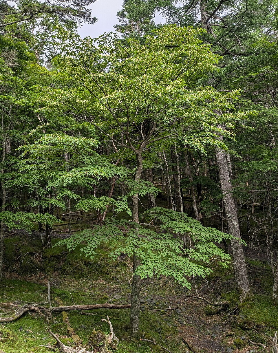 Tilia japonica