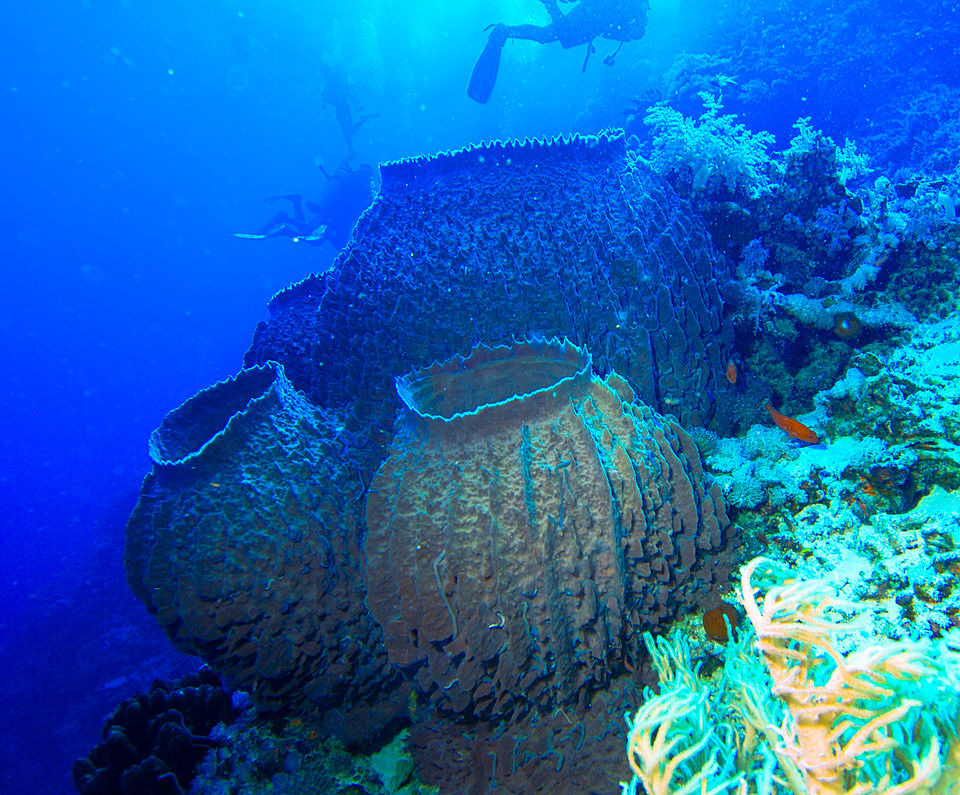 Porifera