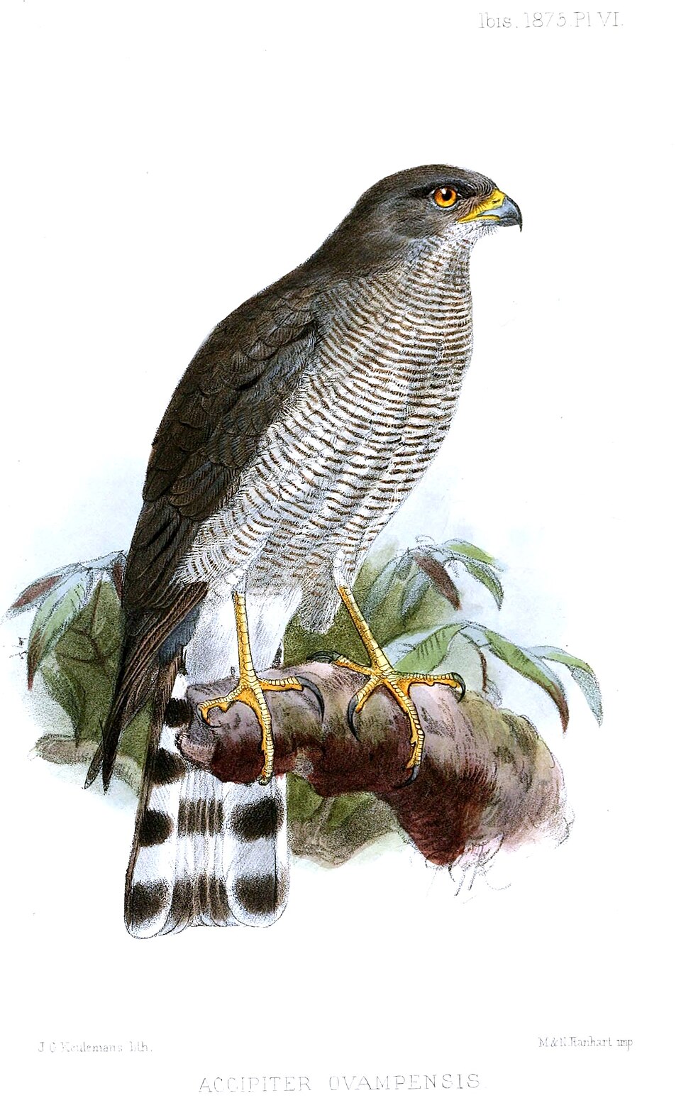 Accipiter ovampensis