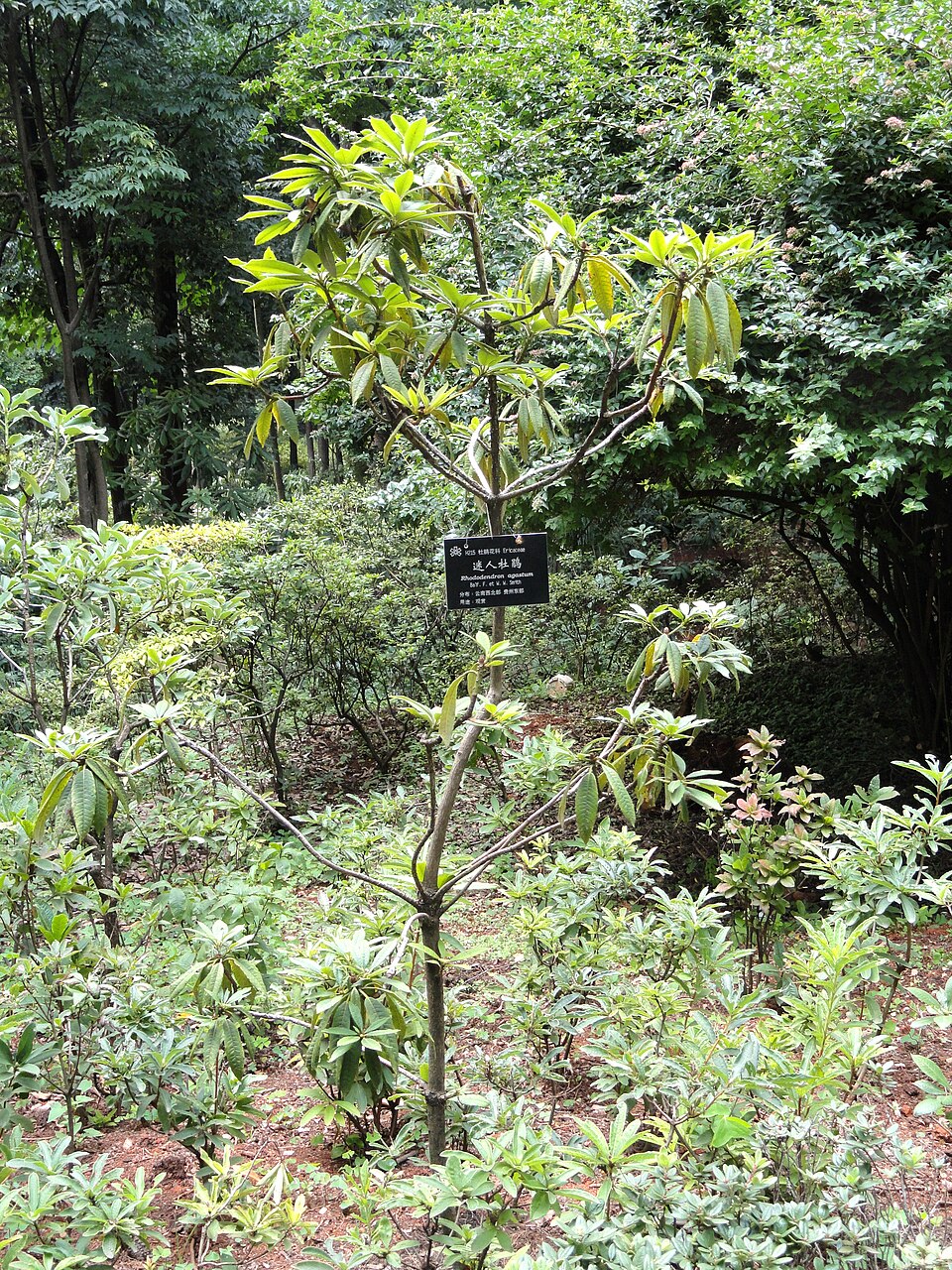 Rhododendron decorum