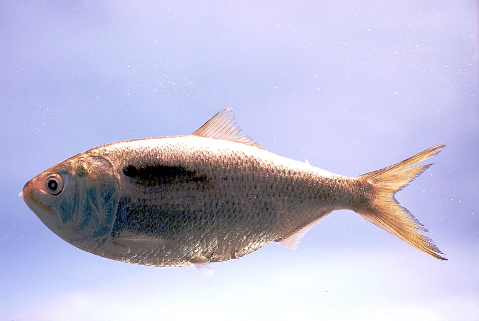 Brevoortia