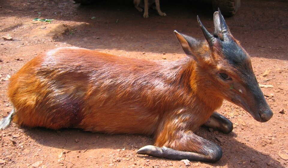 Black-fronted duiker