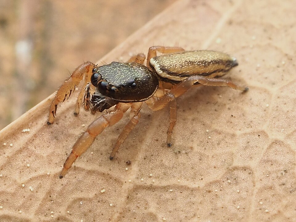 Marpissa grata