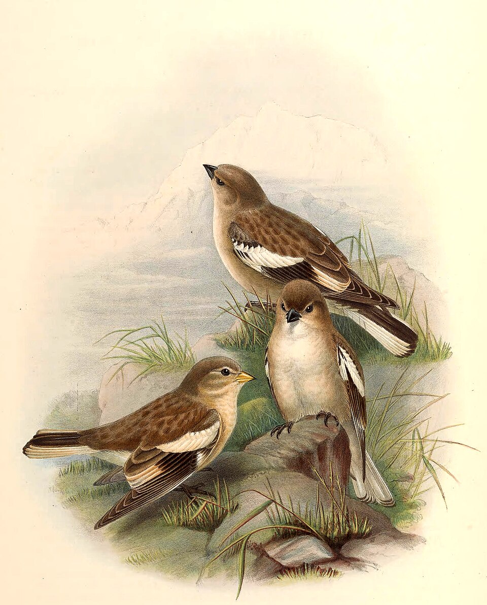 Black-winged Snowfinch